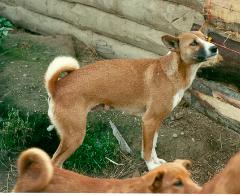 h905dingo.JPG (12744 Byte)